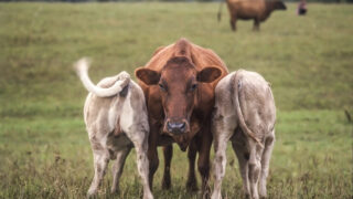 AgriSearch to seek enhanced funding levels