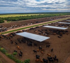 Huge beef farm in Paraguay with low production costs hits the market