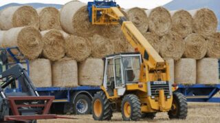 Is demand for precision chopped Spanish straw growing?