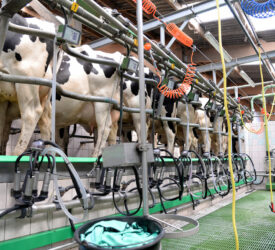 10 in 7 milking: A labour-saving option or will it impact on milk?