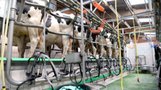 10 in 7 milking: A labour-saving option or will it impact on milk?