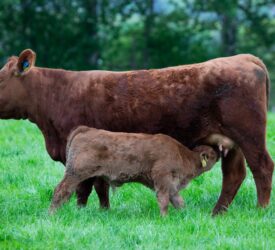 Tips for autumn-calving suckler farmers to keep in mind