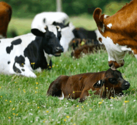 Cow-with-calf initiative shows how things can be done differently