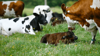 Cow-with-calf initiative shows how things can be done differently