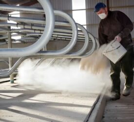 Tackling mastitis through a sawdust and lime mix