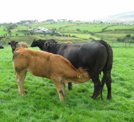 Scanning spring-calving suckler cows 30 days post-breeding