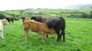 Scanning spring-calving suckler cows 30 days post-breeding