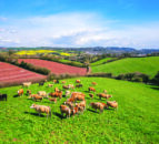 UK agri-food charity body aims to 'unlock potential' with new strategy
