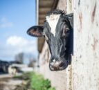 The influence of light on milk and colostrum production
