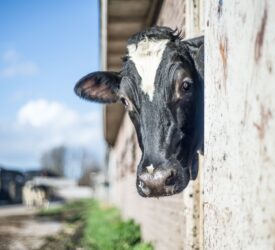 The influence of light on milk and colostrum production