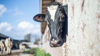 The influence of light on milk and colostrum production