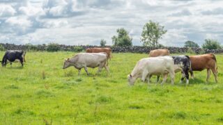 DAERA publishes data on farm performance in NI