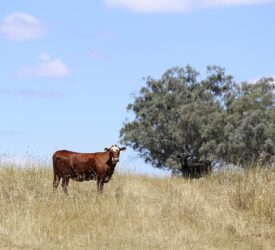 Beef industry in Australia to break records in 2025 – report