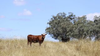 Beef industry in Australia to break records in 2025 – report