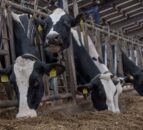 Will Ireland by exporting fodder to the UK this winter?