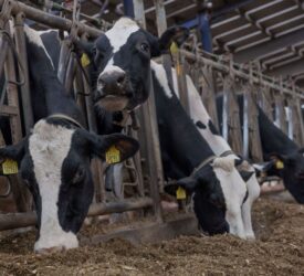 Will Ireland by exporting fodder to the UK this winter?