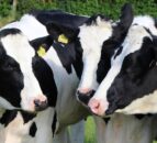 Latest UK strategy review shows progress in dairy cattle welfare