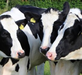 Latest UK strategy review shows progress in dairy cattle welfare