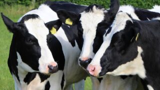 Latest UK strategy review shows progress in dairy cattle welfare