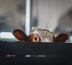 New website focused on TB information for NI farmers