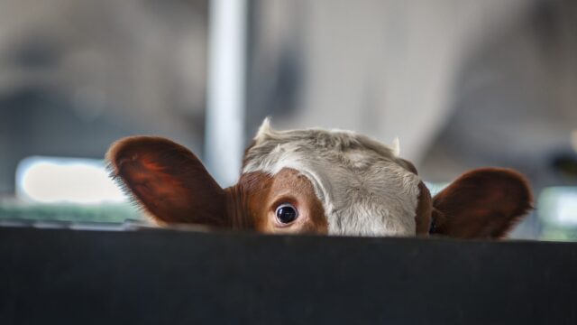 New website focused on TB information for NI farmers