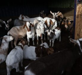 British farmer who kept over 450 animals in ‘squalor’ jailed and banned for life
