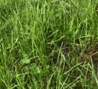 Barenbrug breeder has UK and Ireland’s grass needs ‘in sights’