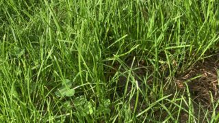 Barenbrug breeder has UK and Ireland’s grass needs ‘in sights’
