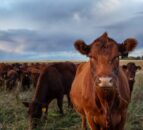 Report: Global cattle prices rise as volumes contract