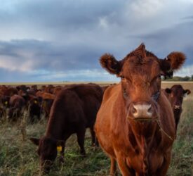 Report: Global cattle prices rise as volumes contract