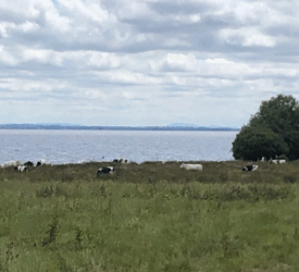Minister urged to attend meeting with farmers about Lough Neagh