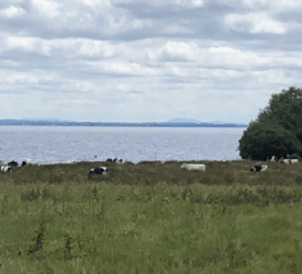 DUP: ‘Pointing the finger of blame’ at farmers will not save Lough Neagh