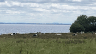 DUP: ‘Pointing the finger of blame’ at farmers will not save Lough Neagh