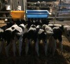 Autumn calving: The importance of colostrum quality