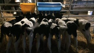 Autumn calving: The importance of colostrum quality