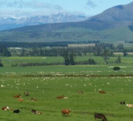 New Zealand beef and lamb outlook ‘positive’, but risk of headwinds