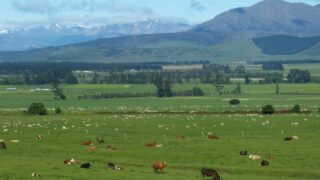 New Zealand beef and lamb outlook ‘positive’, but risk of headwinds