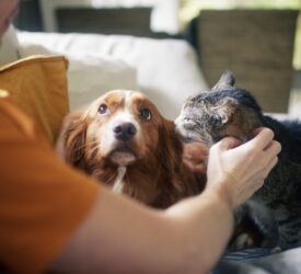 New BVA resource to help vets support clients to cut pets’ carbon pawprint