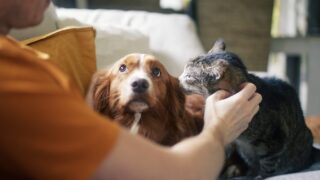 New BVA resource to help vets support clients to cut pets’ carbon pawprint
