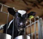UK edges ahead of Ireland as updated TB strategy review published