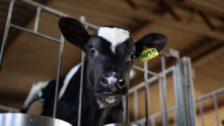 UK edges ahead of Ireland as updated TB strategy review published