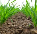 Research continues on farm soil carbon stocks in NI
