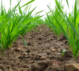Research continues on farm soil carbon stocks in NI