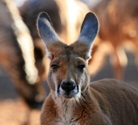 Why is kangaroo meat being banned in Belgium?