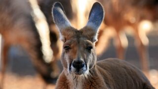 Why is kangaroo meat being banned in Belgium?