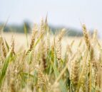 Project to test potential yield from blending wheat varieties in field