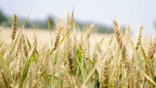 Project to test potential yield from blending wheat varieties in field