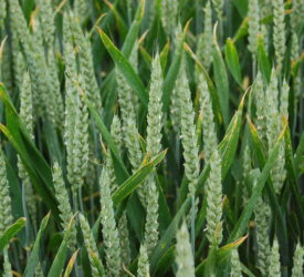 Trials give farmers independent data on biofungicide performance
