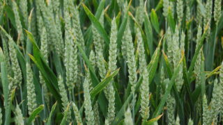 Trials give farmers independent data on biofungicide performance