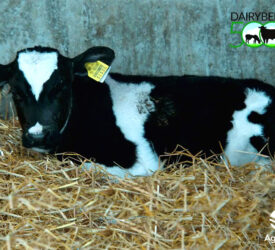 Research: Investment needed to realise potential of dairy-beef